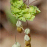 Photo de fleurs de pigamon dio�que - Thalictrum dioicum