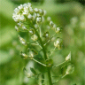 Photo de fleurs et fruits de tabouret des champs - Thlaspi arvense
