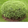 Photo d'un conif�re thuya - Thuja