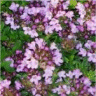 Photo de fleurs de thym rampant