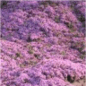 Photo des fleurs de thym serpolet