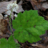 Photo de tiarelle cordifoli�e - Tiarella cordifolia