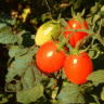 Photo de tomate Roma - Lycopersicon esculentum