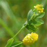 Photo de tr�fle agraire - Trifolium agrarium