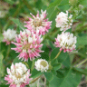 Photo de tr�fles hybrides - Trifolium hybridum