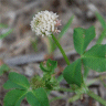 Photo de tr�fles rampants - Trifolium repens