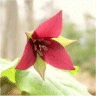Photo de fleurs de trille rouge