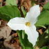 Photo d'une fleur de trille � grande fleurs