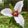 Photo d'une fleur de trille ondul�