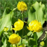 Photo de fleurs de trolles