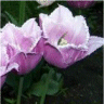 Photo de fleurs de tulipes canova
