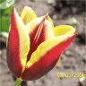 Photo d'une fleur de tulipe gavota