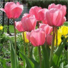 Photo des fleurs de tulipes menton