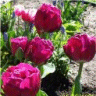 Photo de fleurs de tulipes paeonia abigail