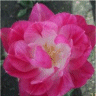 Image de la fleur de tulipe angelique