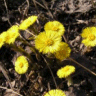 Photo de fleurs de chasse-toux - Tussilago farfare