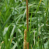 Photo de quenouille a feuille �troites - Typha angustifolia