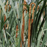 Photo de quenouille a feuille larges - Typha latifolia