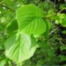 Orme des montagnes - Ulmus glabra