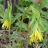Photo d'une uvulaire � grandes fleurs - Uvularia grandiflora