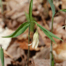 Photo de fleur d'uvulaire � feuilles sessiles - Uvularia sessilifolia