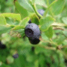 Photo de bleuetier - Vaccinium angustifolium