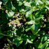 Photo de bleuet g�ant - Vaccinium corymbosum