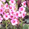 Photo des fleurs de mol�ne - verbascum