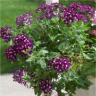 Photo des fleurs de verveines - Verbena blue grape