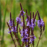 Photo des fleurs de verveine hast�e - Verbena hastata