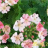 Photo de la fleur de verveine peach cream