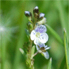 Photo de v�ronique des champs - Veronica arvensis