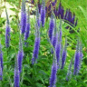 Photo de fleurs de v�ronique � longues feuilles