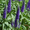 Photo de v�ronique � �pis - Veronica spicata