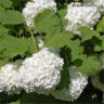 Viorne obier 'Boulle de neige' - Viburnum opulus roseum