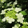 Viorne obier - Viburnum opulus