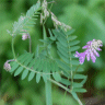 Photo de vesce sauvage - Vicia cracca