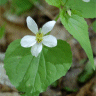 Photo de violette du Canada - Viola canadensis