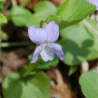Photo de fleur de violette du Labrador - Viola labradorica