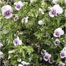 Photo de fleurs pens�e