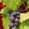 Photo de vigne des rivages - Vitis Riparia