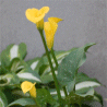 Photo de fleur de calla jaune - Zantedeschia elliottiana