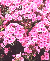 Phlox Paniculata 'baby Face' - Phlox