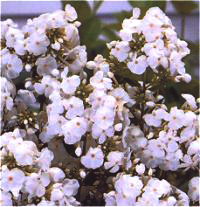 Image de phlox