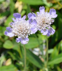 Photo de petite scabieuse - Scabiosa columbaria