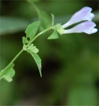 Photo de fleurs de scutellaire minime - Scutellaria parvula