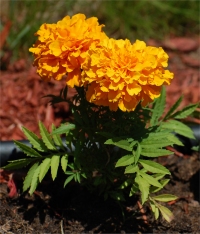 Photo d'oeillet d'Inde - Tagetes patula