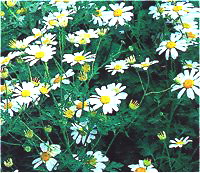 Tanacetum - Photo de tanaisie