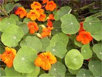 Tropaeolum majus - Photo de fleur de capucines