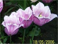 Tulipa hybrida canova - Phot de Tulipe frang�es